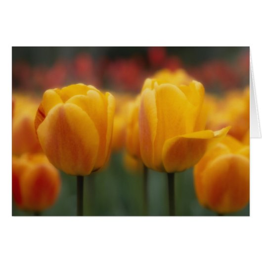 Tulips 2 cards (Front Horizontal)