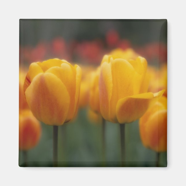 Tulips 2 magnet (Front)