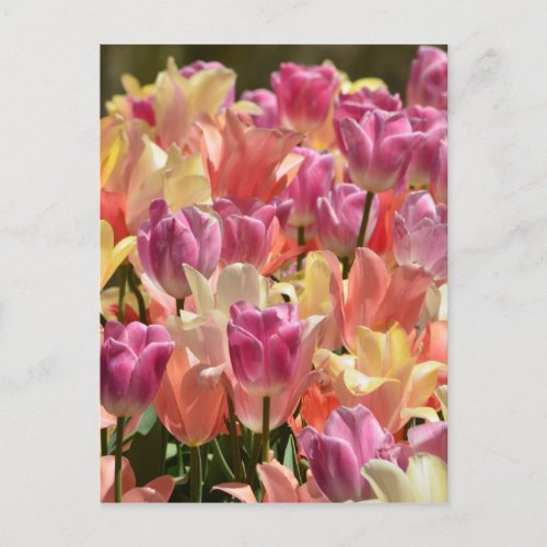 Tulips 2 postcard