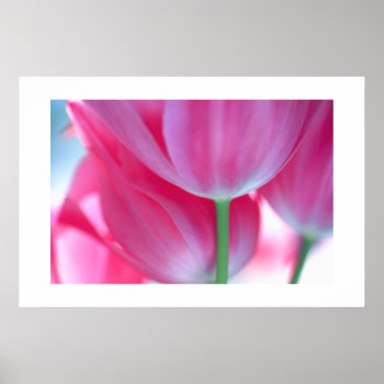 Tulips #2-poster Poster by rgkphoto at Zazzle