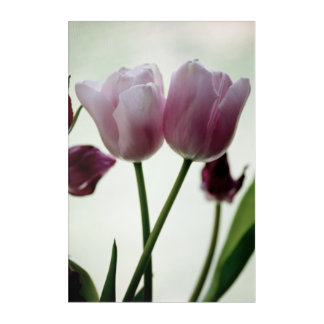 Tulips 3259 acrylic print