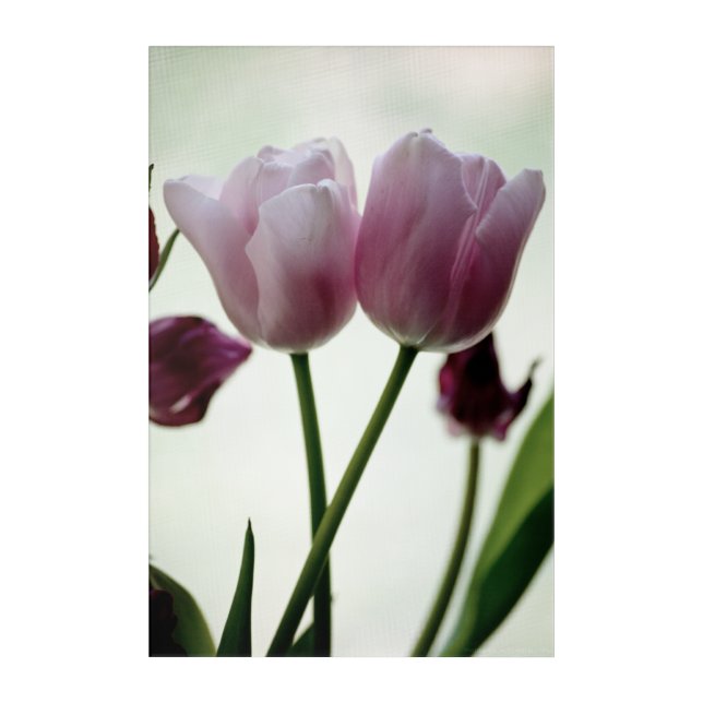 Tulips 3259 acrylic print (Front)