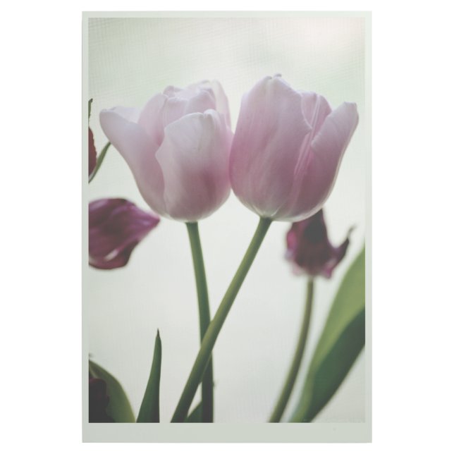 Tulips 3259 gallery wrap (Front)
