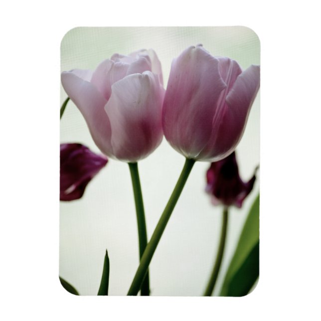 Tulips 3259 magnet (Vertical)