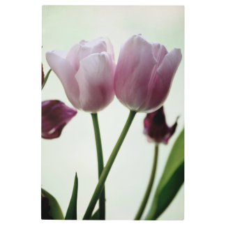 Tulips 3259 metal print