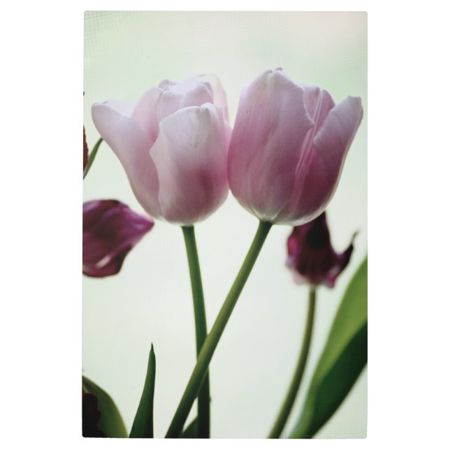 Tulips 3259 metal print (Front)
