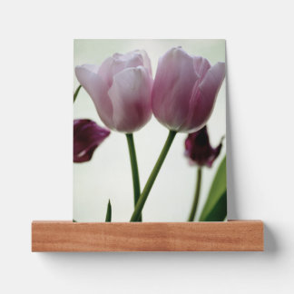 Tulips 3259 picture ledge