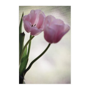 Tulips 3265 acrylic print