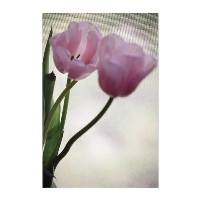 Tulips 3265 acrylic print (Front)