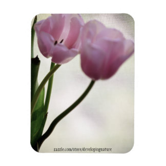 Tulips 3265 magnet