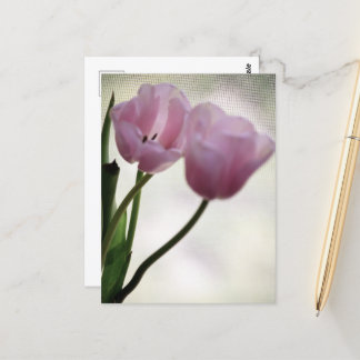 Tulips 3265 postcard