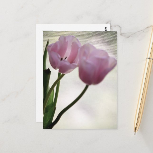 Tulips 3265 postcard (Front/Back In Situ)