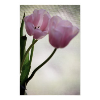Tulips 3265 poster