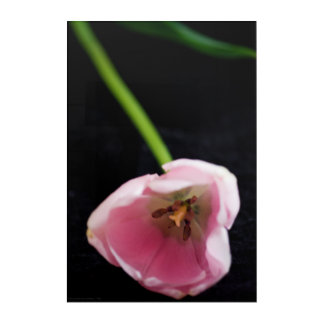 Tulips 3272 acrylic print