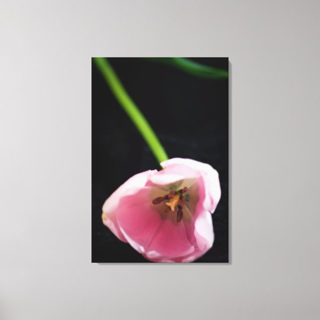 Tulips 3272 canvas print (Front)
