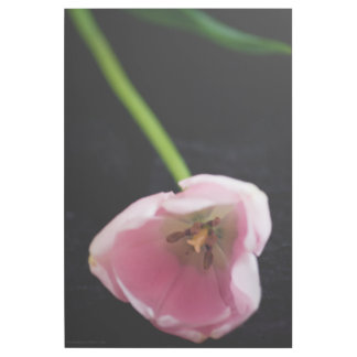 Tulips 3272 gallery wrap