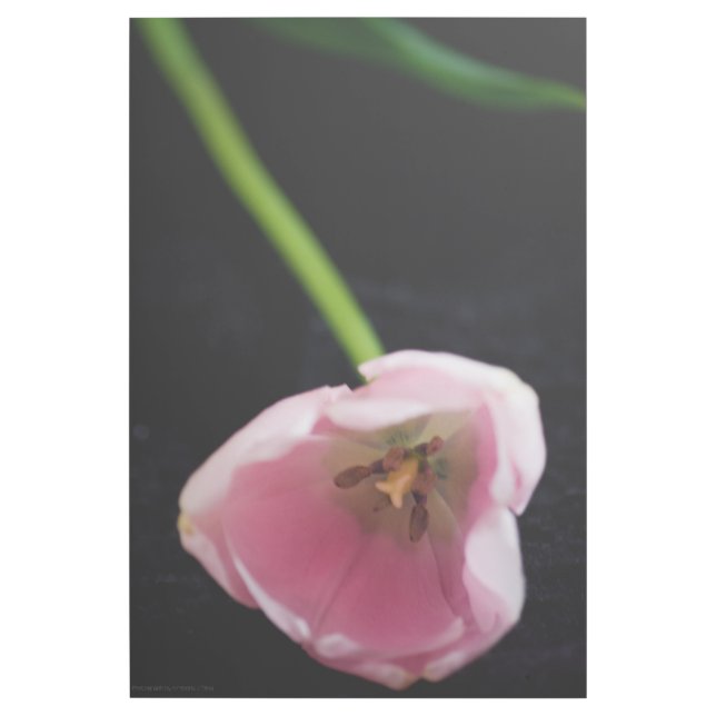 Tulips 3272 gallery wrap (Front)
