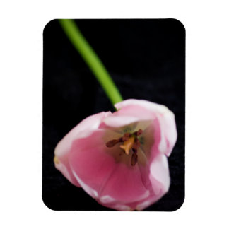 Tulips 3272 magnet