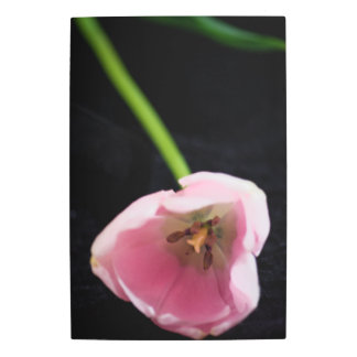 Tulips 3272 metal print