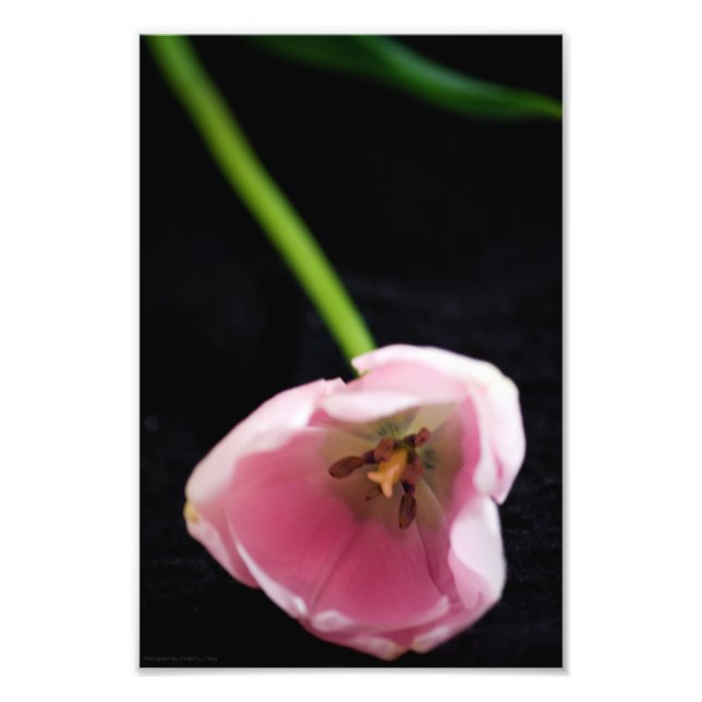 Tulips 3272 photo print (Front)