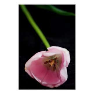 Tulips 3272 poster