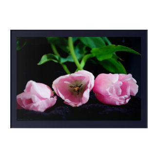 Tulips 3273 acrylic print