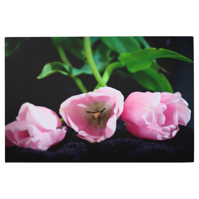 Tulips 3273 metal print (Front)
