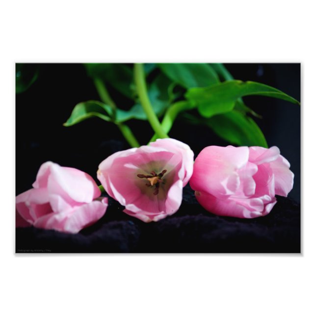 Tulips 3273 photo print (Front)