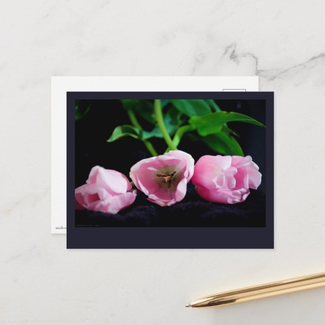 Tulips 3273 postcard (Front/Back In Situ)