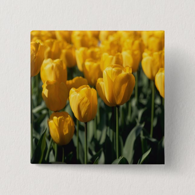 Tulips 3 button (Front)