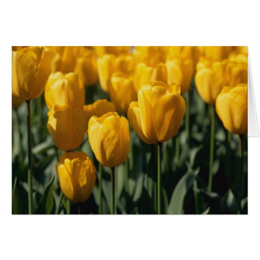 Tulips 3 cards (Front Horizontal)