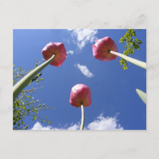 Tulips 3 'Worms eye view' ~ postcard