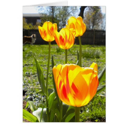TULIPS (& A COLLIE) CARDS (Front)
