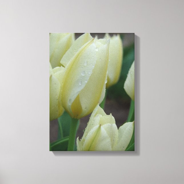 Tulips After The Rain Canvas Print (Front)