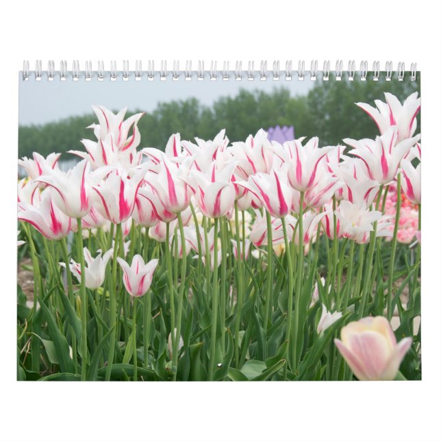 tulips all year round calendar (Cover)