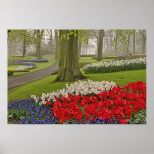 Tulips and daffodils, Keukenhof Gardens, Poster
