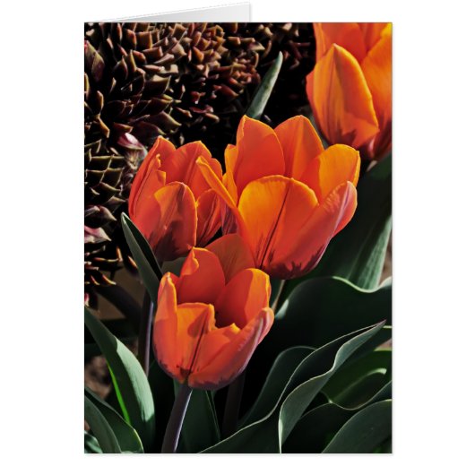 Tulips and Hens Cards (Front)