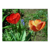 Tulips and Muscari (Front Horizontal)