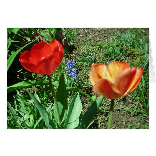 Tulips and Muscari (Front Horizontal)