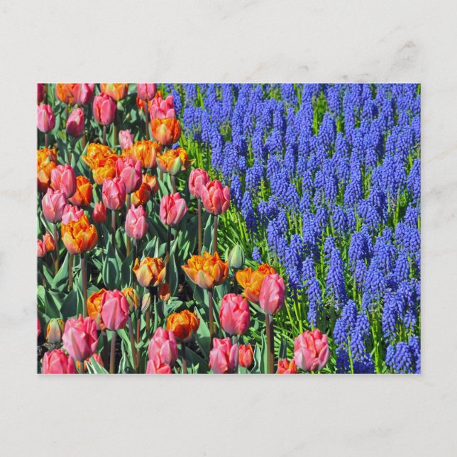 Tulips and muscari flowers postcard (Front)