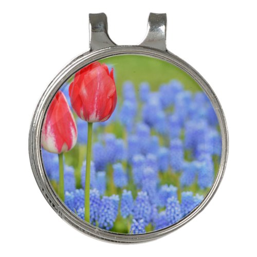 Tulips and muscari                golf hat clip