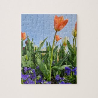 Tulips and Pansies