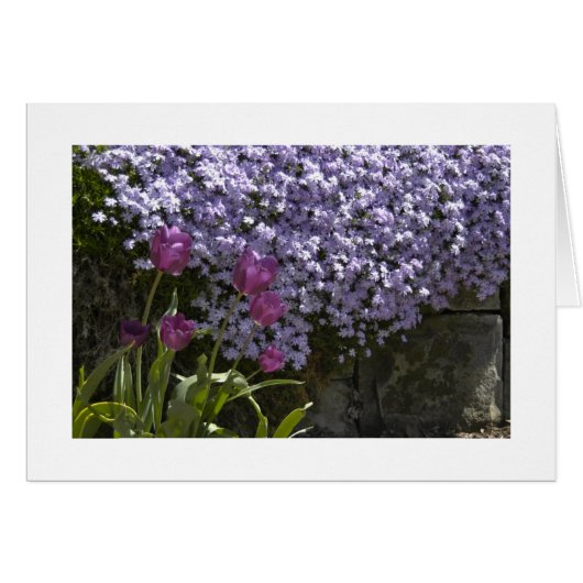 Tulips and Phlox Cards (Front Horizontal)