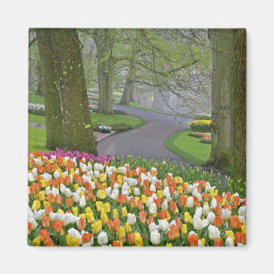 Tulips and roadway, Keukenhof Gardens, Lisse, Magnet