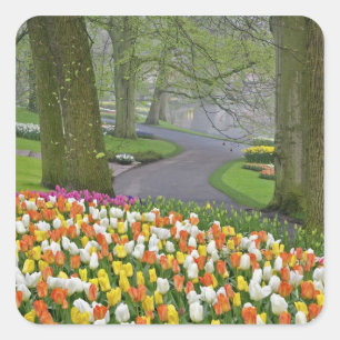 Tulips and roadway, Keukenhof Gardens, Lisse, Square Sticker