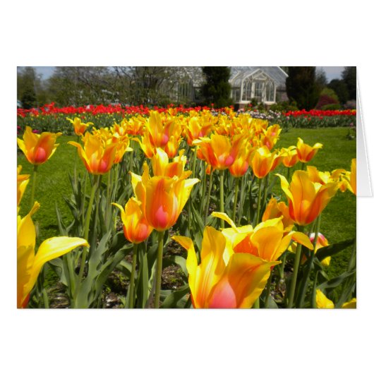 Tulips At Elizabeth Park (Front Horizontal)