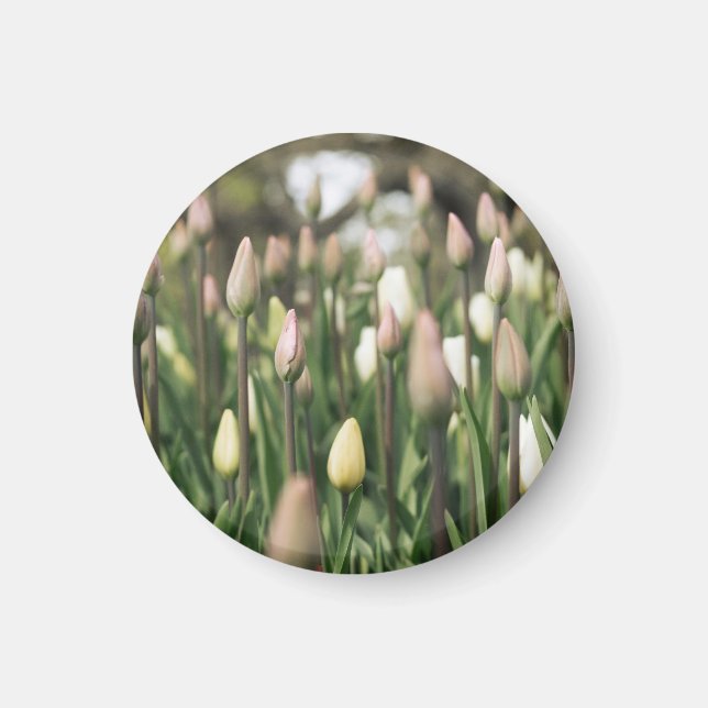 Tulips beginning to bloom magnet (Front)