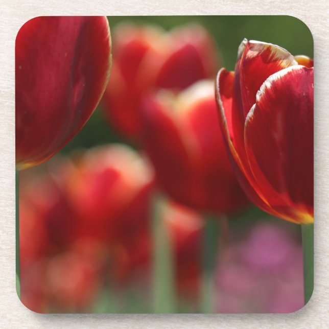 Tulips Beverage Coaster (Front)