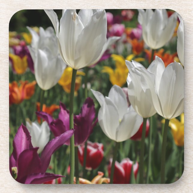 Tulips Beverage Coaster (Front)