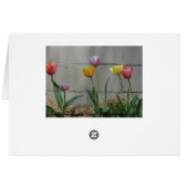 Tulips & Birdbath, Thinking of "YOU" (Back Horizontal)